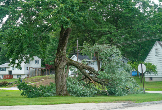 Professional Tree Services in Wheeling, WV